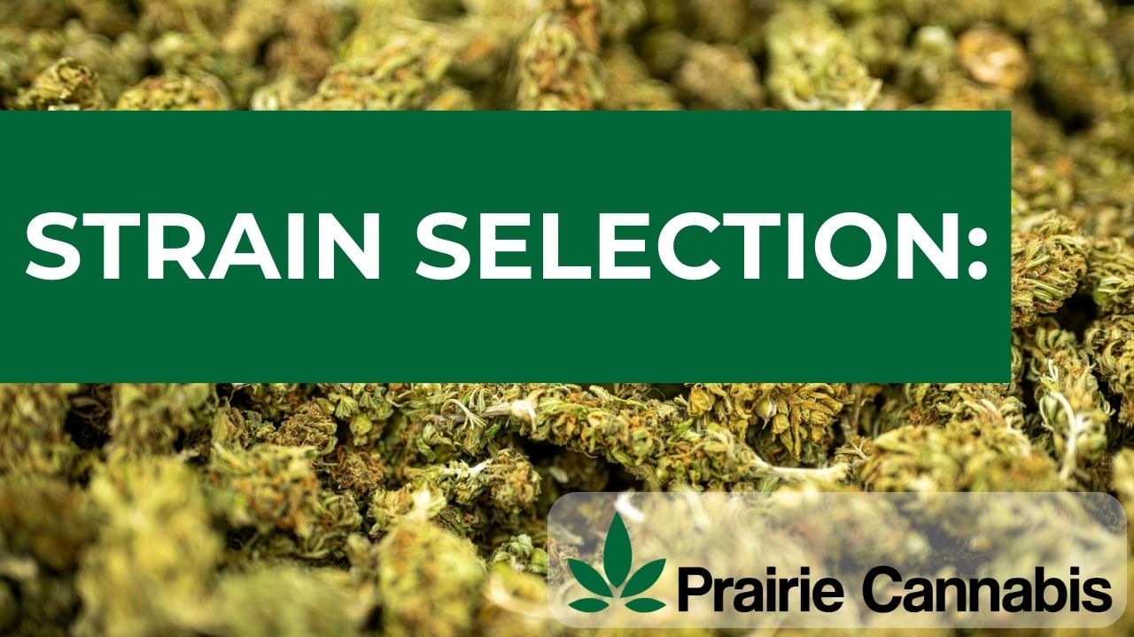Cannabis Strain Selection with Prairie Cannabis Logo Image featuring cannabis flowers in the background with text overlay mentioning "Strain Selection" and the Prairie Cannabis logo in the bottom right corner.