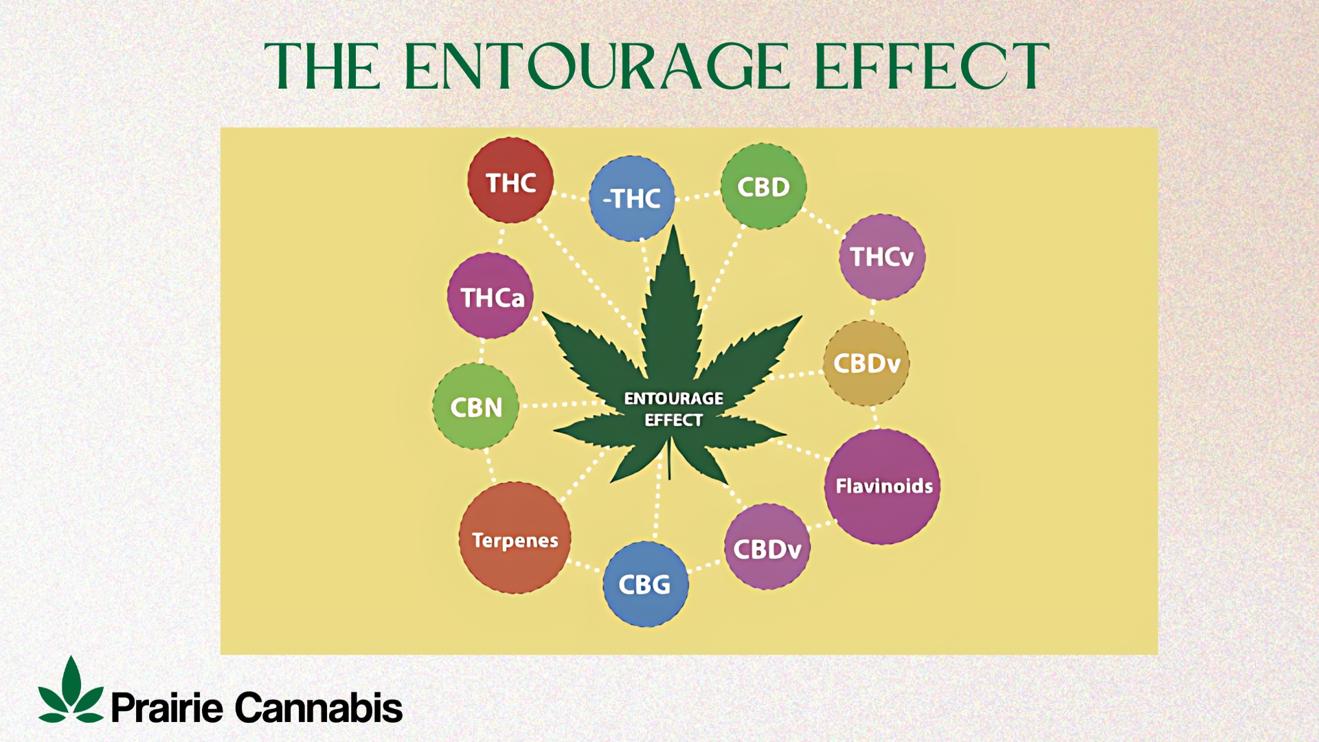  A diagram illustrating the entourage effect in cannabis. The diagram shows terpenes and cannabinoids interacting, suggesting they may influence the overall effects of cannabis. 